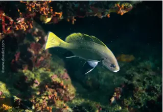 DiveDict_Foto_Biolexikon_Fische_Mittelmeer_Bild_Umberfische_Sciaena_umbra_Meerrabe_Krotien_Italien_Nord_Adria_Frankreich_Schattenfisch