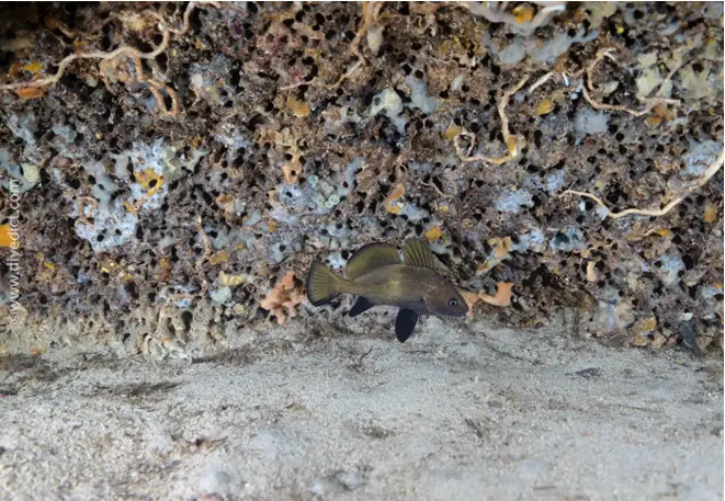 DiveDict_Fotos_Biolexikon_Fische_Mittelmeer_Bild_Umberfische_Sciaena_umbra_Meerrabe_Krotien_Italien_Nord_Adria_Frankreich