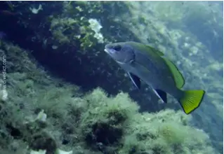 DiveDict_Fotos_Biolexikon_Fische_Mittelmeer_Bilder_Umberfische_Sciaena_umbra_Meerrabe_Krotien_Italien_Nord_Adria_Frankreich