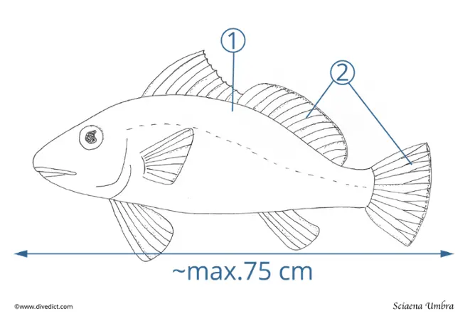 Sciaena_Umbra_divedict