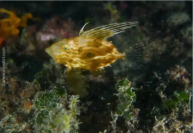 divedict_foto_biolexicon_fish_mediterranean picture_zeus_faber_petersfisch_adria_Croatia_France