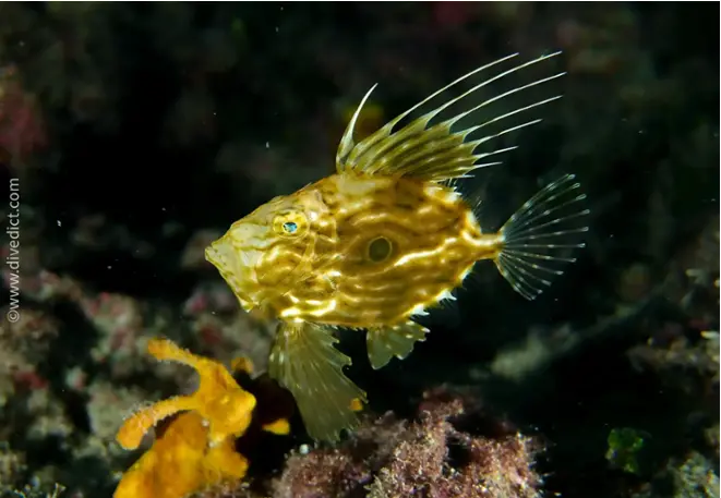 divedict_foto_biolexicon_fish_mediterranean picture_zeus_faber_petersfisch_adria_Croatia