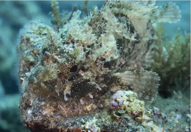 Brouner_Dragonhead_Scorpaena_notata_divedict_Mediterranean_Mediterranean_bio_lexicon-008