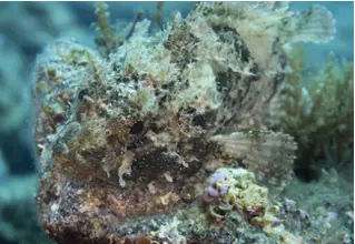 Brouner_Dragonhead_Scorpaena_notata_divedict_Mediterranean_Mediterranean_bio_lexicon-008