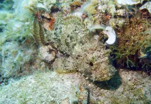 Brown Scorpionfish