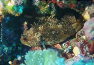 divedict_fotos_biolexicon_fish_mediterranean_picture_scorpionfish_scorpaena_porcus_brauner_dragonhead_crotien_Italy_Nord_Adria_France