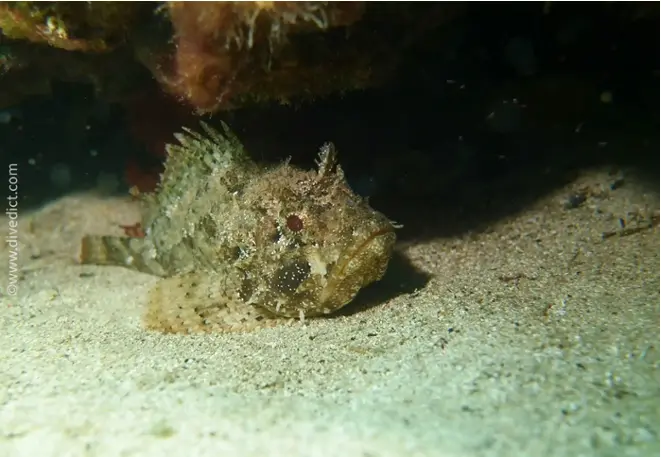 divedict_photos_biolexicon_fish_mediterranean_pictures_scorpionfish_scorpaena_porcus_brauner_dragonhead_crotien_Italy_Nord_Adria_France