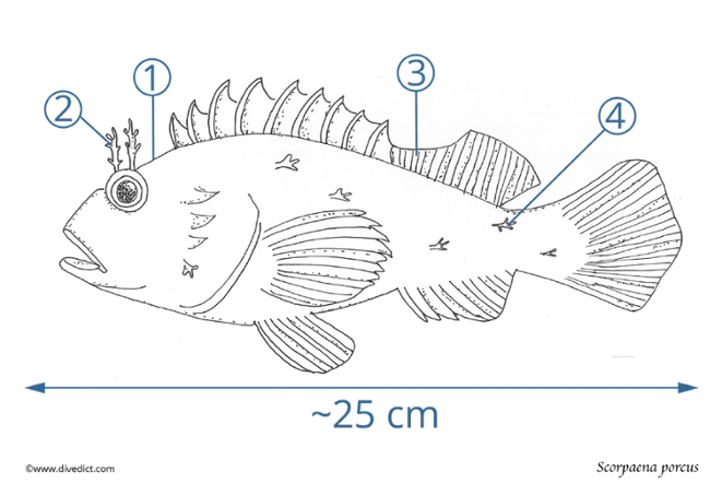 Scorpaena_porcus_divedict