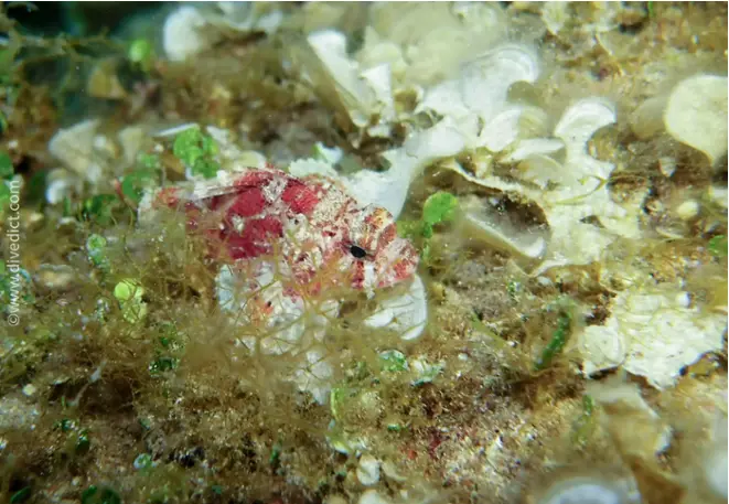 divedict_foto_biolexicon_fish_mediterranean_picture_scorpionfishe_scorpaena_notata_small_reddragonhead_crotien_Italy_France