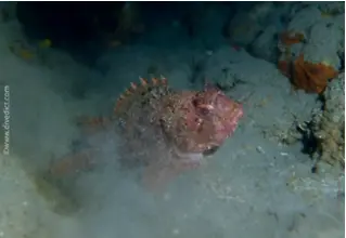 divedict_foto_biolexicon_fish_mediterranean_picture_scorpionfishe_scorpaena_notata_small_reddragonhead_crotien_Italy_France