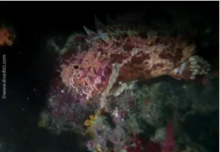 DiveDict_Foto_Biolexikon_Fische_Mittelmeer_Bild_Skorpionfische_Scorpaena_Notata_kleiner_Rotdrachenkopf_Krotien_Italien_Nord_Adria_Frankreich_Sardinien