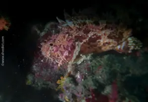 Small Scorpionfish