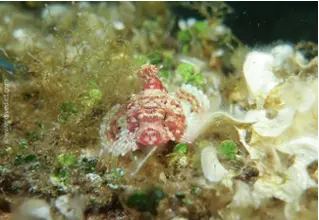 divedict_foto_biolexicon_fish_mediterranean_picture_scorpionfishe_scorpaena_notata_small_reddragonhead_crotien_Italy_north_Adria_France_Sicily