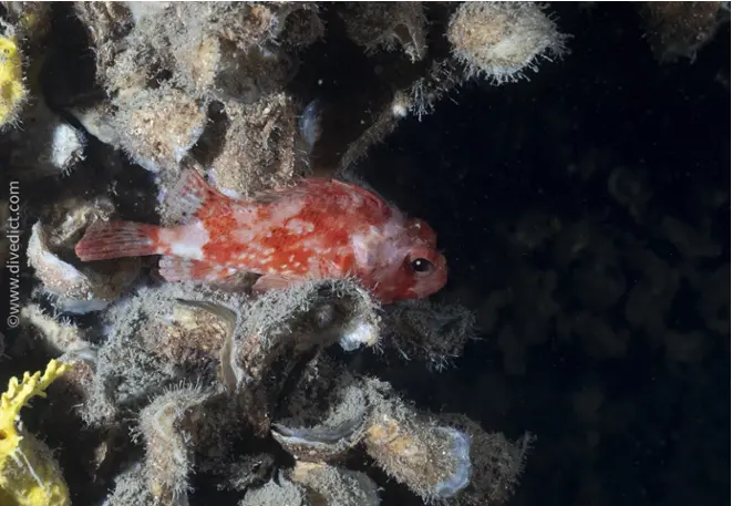 small_dragonhead_scorpaena_notata_divedict_biolexicon_bio_lexicon_diving_diving_mediterranean