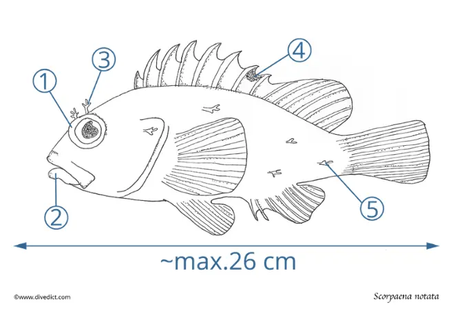 scorpaena_notata_divedict 
