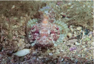 divedict_foto_biolexicon_fish_mediterranean_picture_scorpionfish_scorpaena_scrofa_large_dragonhead _croties_Italy_north_Adria_France_marine biology