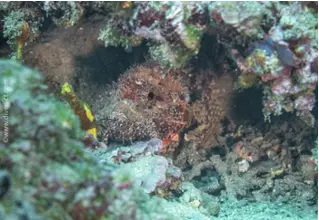 Big_Dragonhead_Scorpaena_Scrofa_DiveDict_Biolexicon_Biolexicon_Diving_Mediterranean4