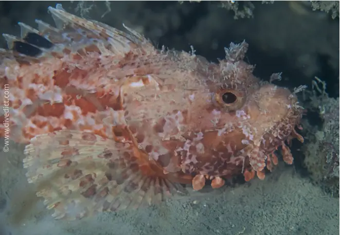 Big_Dragonhead_Scorpaena_Scrofa_Mediterranean_Sea_Diving_Diving_2