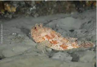 large_dragonhead_scorpaene_scrofa_mittlemeer_mediterranean_divedict_bio_lekicon_biolexkon_diving_diving