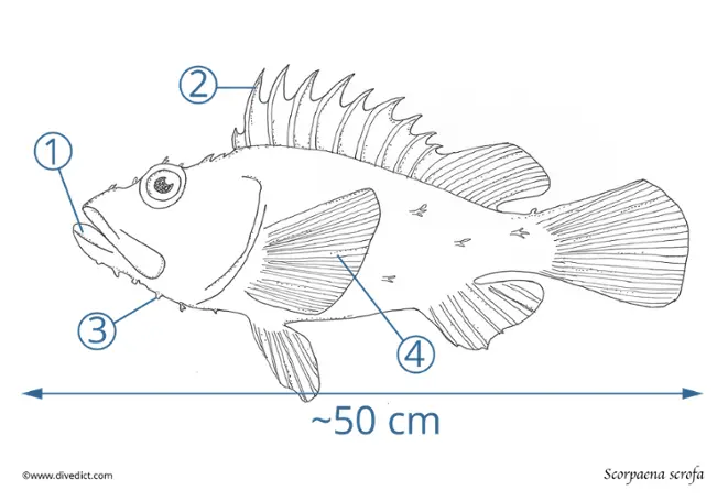 scorpaena_scrofa_divedict