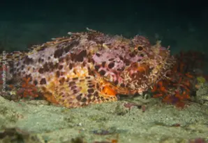 Bigscale Scorpionfish