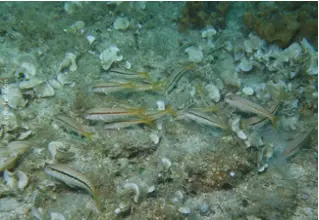 divedict_foto_biolexicon_fish_mediterranean mullus_surmuletus_striped barbel