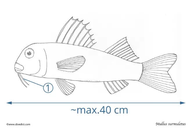  mullus_surmuletus_divedict