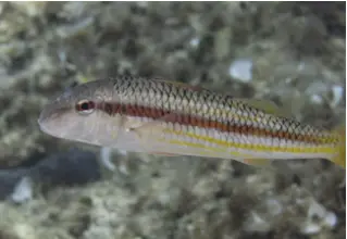 Stripesbarbe_mullus_surmuletus_divedict_Mediterranean_Mediterranean_bio_lexicon-004