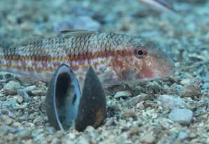 Striped mullet