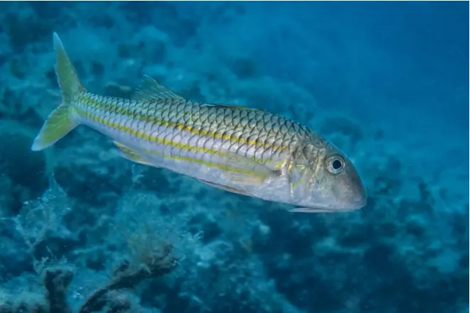 Stripesbarbe_mullus_surmuletus_divedict_Mediterranean_Mediterranean_bio_lexicon-026