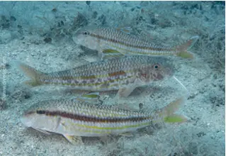 stripesbarbe_mullus_surmuletus_divedict_mediterranean_mediterranean_bio_lexicon_lexicon_diving_diving2