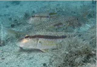stripesbarbe_mullus_surmuletus_divedict_mediterranean_mediterranean_bio_lexicon_lexicon_diving_diving