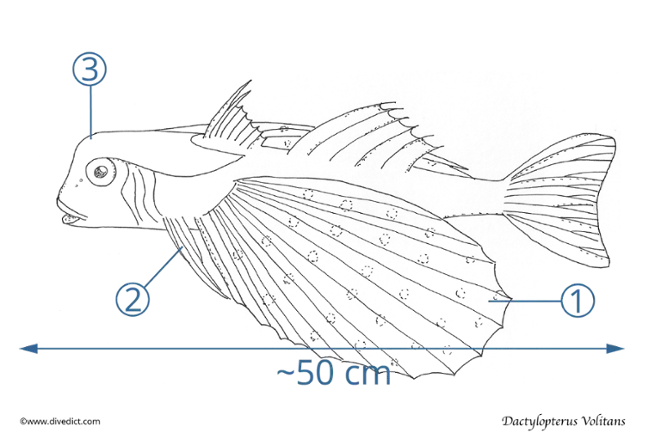 Dactylopterus_Volitans_divedict