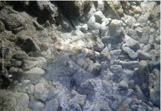 DiveDict_Foto_Biolexikon_Fische_Mittelmeer_Dactylopterus_Volitans_Flughahn_Bild_Adria