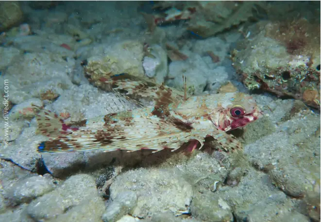 DiveDict_Foto_Biolexikon_Fische_Mittelmeer_Dactylopterus_Volitans_Flughahn_Bild_tauchen