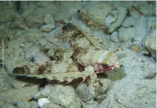 DiveDict_Foto_Biolexikon_Fische_Mittelmeer_Dactylopterus_Volitans_Flughahn_Bilder_tauchen