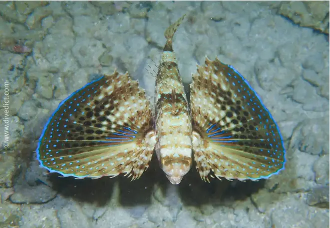 DiveDict_Fotos_Biolexikon_Fische_Mittelmeer_Dactylopterus_Volitans_Flughahn_Bild