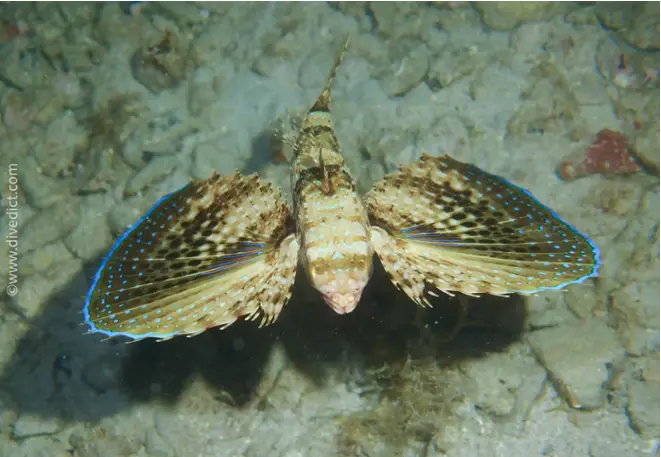 DiveDict_Fotos_Biolexikon_Fische_Mittelmeer_Dactylopterus_Volitans_Flughahn_Bilder