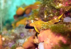 Blackfaced blenny