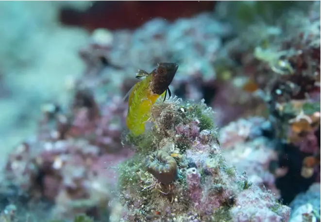 yellow_pointed hagefish_tripterygion_delaisi_divedict_Mediterranean_Mediterranean_bio_lexicon-017