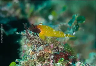 yellow_pointy_mugfish_tripterygion_delaisi_diving_diving_mediterranean 54