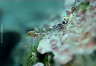 yellow_pointy_hagefish_tripterygion_delaisi_mediterranean_sea_diving_diving