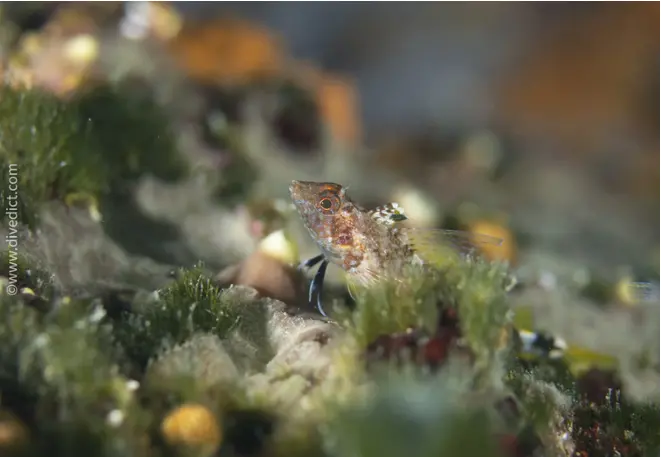 yelber_spitzkopf_schleimfisch_tripterygion_delaisi_spitzkopf_schmelimfisch_mediterranean_sea_diving_diving copy