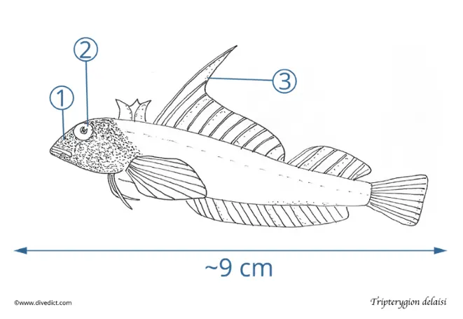 Tripterygion delaisi_divedict