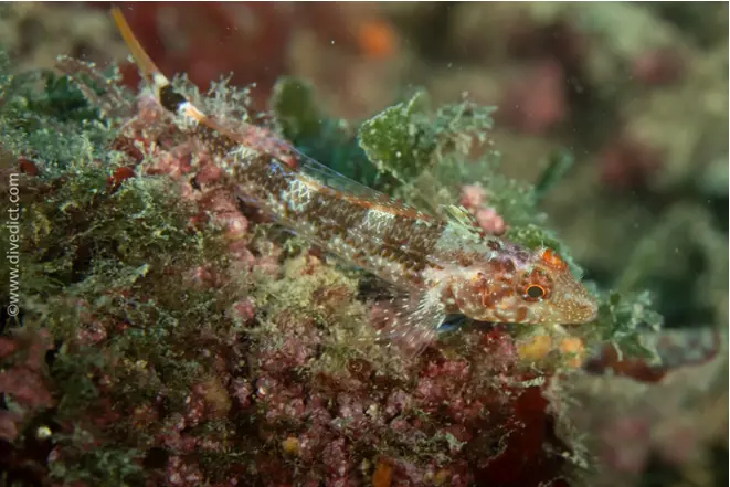 vb_yelber_pitzkopfschelimfisch_tripterygion_delaisi_diving_diving_mediterranean