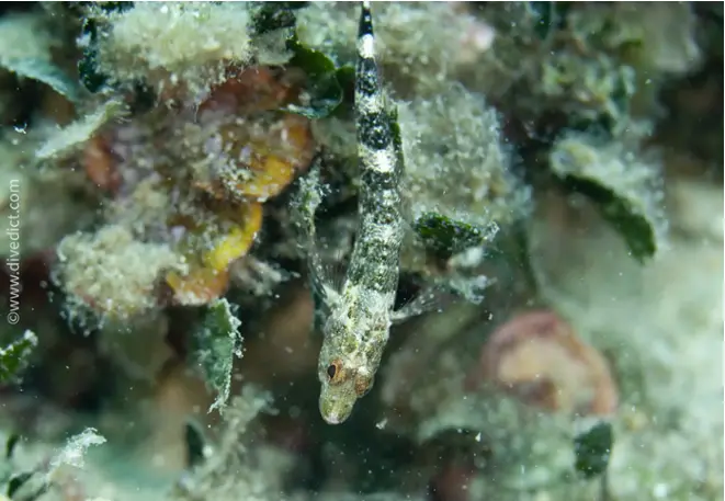 divedict_foto_biolexicon_fish_mediterranean_picture_tripterygion_tripteronotus_roter_pointed head_muchfish_crotien_Italy_Nord_Adria_France