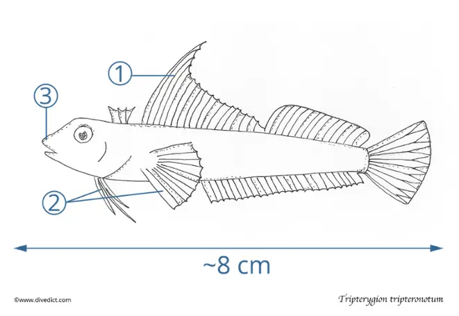 Tripterygion tripteronotum_divedict