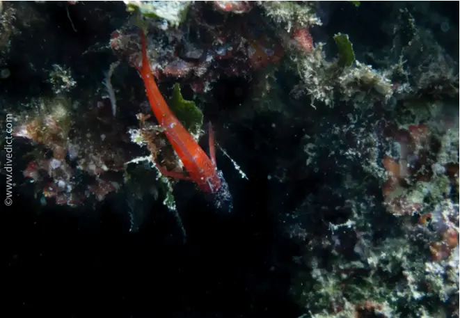 DiveDict_Foto_Biolexikon_Fisch_Mittelmeer_Bild_tripterygion_melanurum_Zwerg_Spitzkopf_Schleimfisch_Krotien_Italien_Nord_Adria_Frankreich