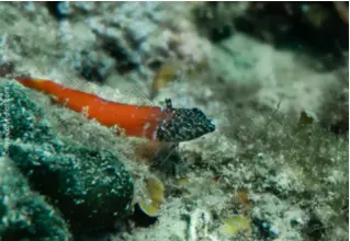 DiveDict_Foto_Biolexikon_Fische_Mittelmeer_Bild_tripterygion_melanurum_Zwerg_Spitzkopf_Schleimfisch_Krotien_Italien_Adria_Frankreich
