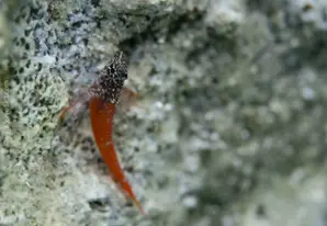 Zwerg Spitzkopfschleimfisch